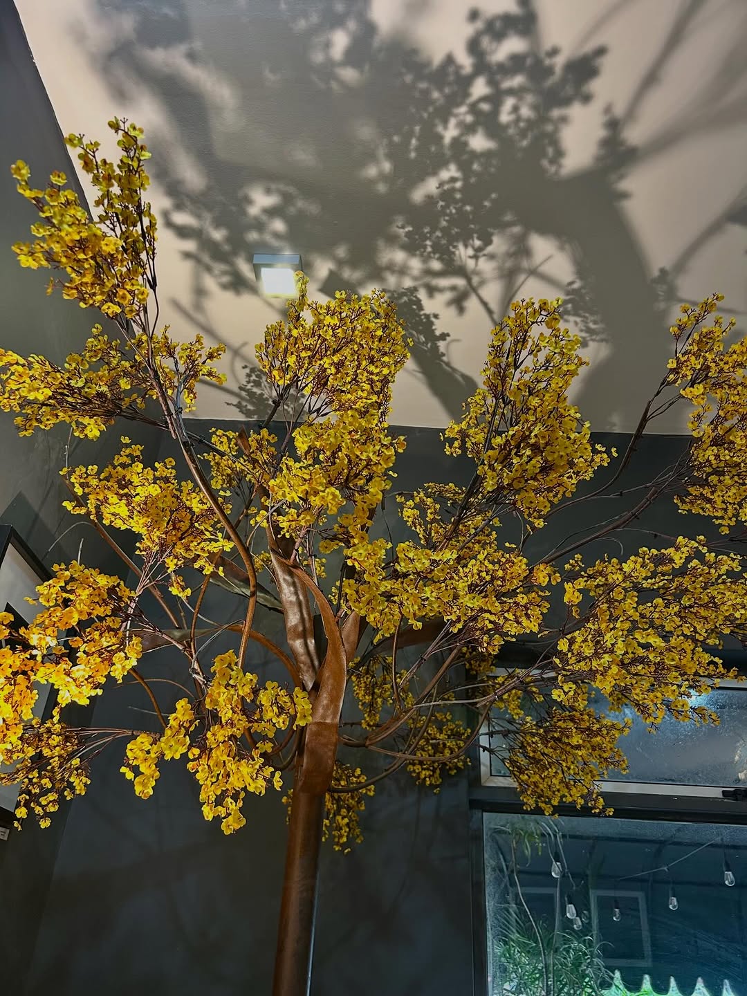 Yellow blossoms casting shadows across a ceiling